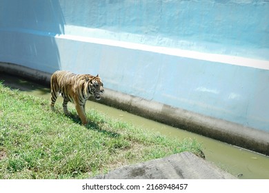 Big Cat, Tiger Sunbathing While Walking In Zoo Enclosure