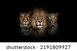 Big cats: Lion, tiger and spotted leopard, together on a black background