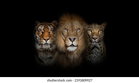 Big cats: Lion, tiger and spotted leopard, together on a black background