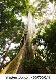 Big Ceiba, Kapok Tree,  On The Bank Of The Javari River. Ceiba Pentandra. Amazonia. South America