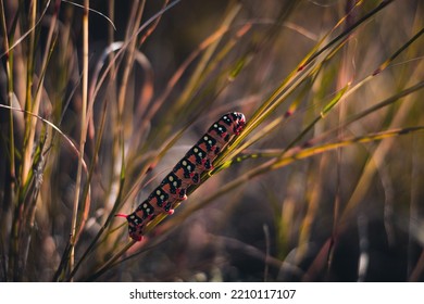 Big Centipede Crawling Up The Grass.