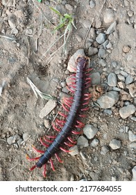 Big Centipede With Red Legs