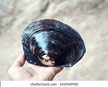 clams big
