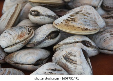 how big are clams