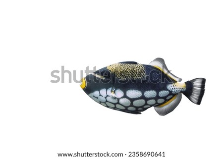 Big Clown Triggerfish isolated on white background. Colorful clownfish swimming cut out icon, side view. Balistoides conspicillum marine tropic fish cutout design element, side view