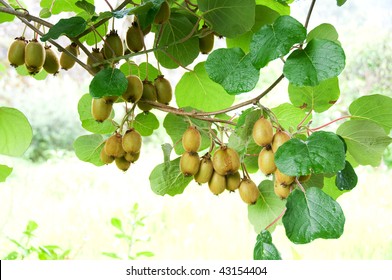 Big Cluster Of Kiwi Fruit On The Tree