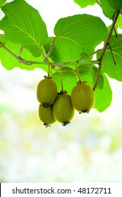 Big Cluster Of Kiwi Fruit On The Tree