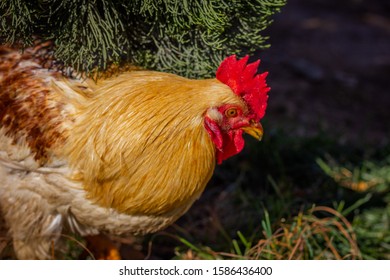 kompozycje big cock