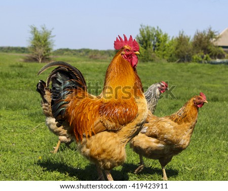 Similar – Chickens on meadow. Food