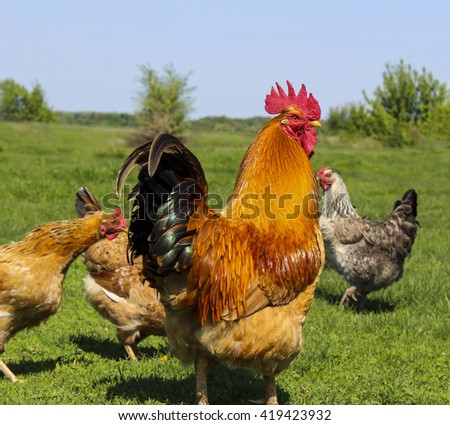 Similar – Chickens on meadow. Food