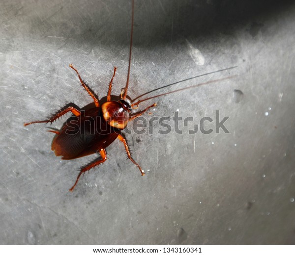 Big Cockroach Stainless Sink Stock Photo Shutterstock