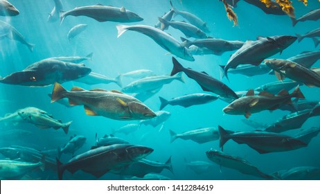 Big Cod fishes in huge water tank in sea water park in Alesund, Norway.