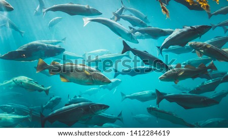 Big Cod fishes in huge water tank in sea water park in Alesund, Norway.