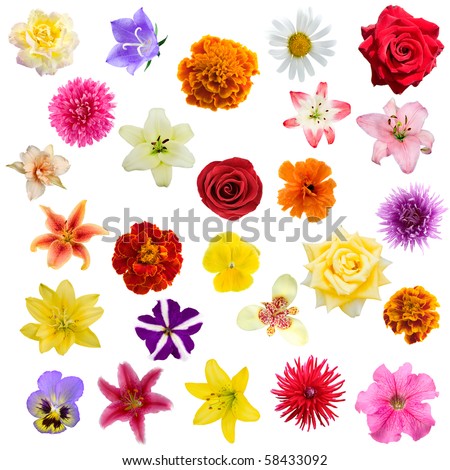 Big collage from  flowers on a white background.