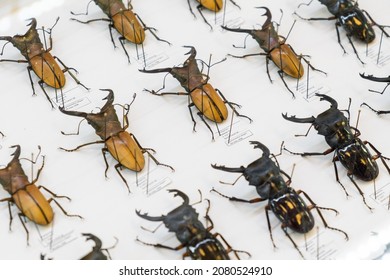 Big collection of beetles with description on the white background. Entomology insect assemblage and taxidermy. - Shutterstock ID 2080524910