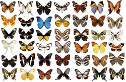 Big Collection Of Colorful Butterflies, Moths Isolated On Transparent Background