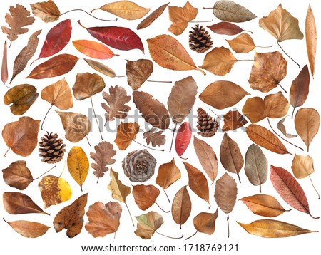 Big collection of dry leaves isolated on white background