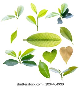 お茶の葉 イラスト の写真素材 画像 写真 Shutterstock