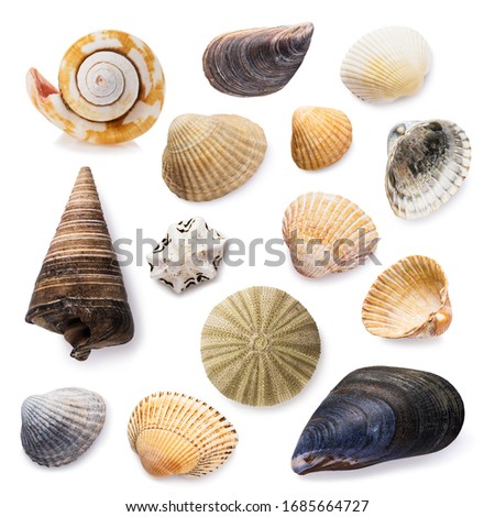 Big collection of seashells isolated on a white background. Stacked photo