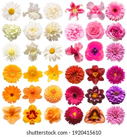 Big collection of various head flowers purple, white, orange and pink isolated on white background. Perfectly retouched, full depth of field on the photo. Top view, flat lay