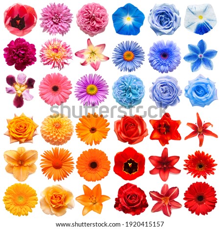 Big collection of various head flowers pink, orange, blue and red isolated on white background. Perfectly retouched, full depth of field on the photo. Top view, flat lay