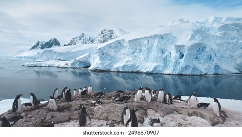 Big colony Gentoo penguins stand on rock in Antarctica Peninsula. Breathtaking background icebergs and snow covered mountains. Wildlife penguins colony natural nesting behaviors in polar environment. - Powered by Shutterstock