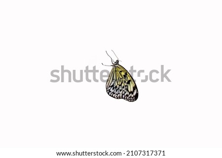 Big colorful butterfly isolated on white background