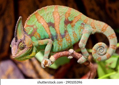 101 Veiled chameleon sleeping Images, Stock Photos & Vectors | Shutterstock