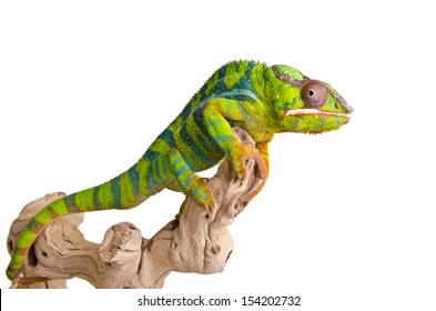 Big colorful chameleon over white background 