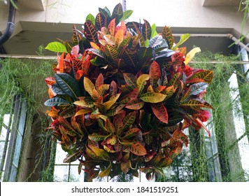 A Big And Colorful Croton Plant Inside A Hanging Pot