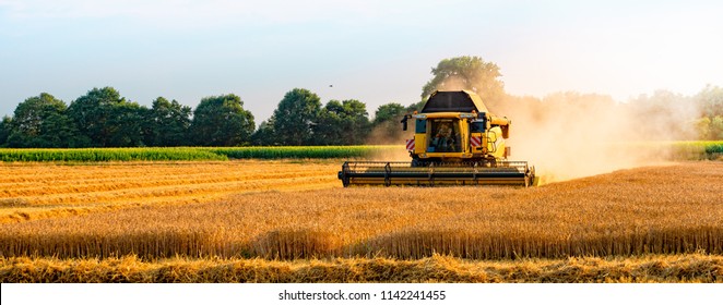 big combine harvester threshing in the sunset.