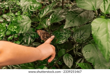Big common morpho butterfly on the hand in jungle. Tropical entomology expedition.