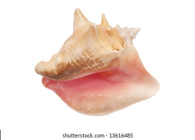 Big Conch, Close-up, Isolated On White Background