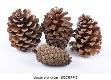 Big Conifer Cones On White Background Stock Photo 1520387945 | Shutterstock