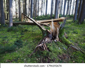 Big Conifer Tree Broken After Storm Damage