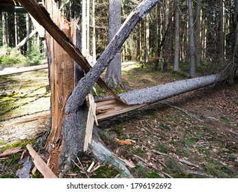 Big Conifer Tree Broken After Storm Damage