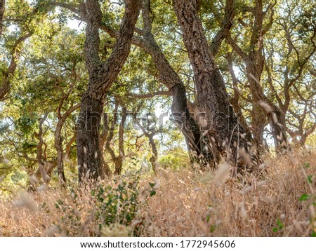 Similar – Image, Stock Photo Andalusian landscape