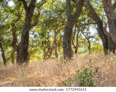 Similar – Image, Stock Photo Andalusian landscape