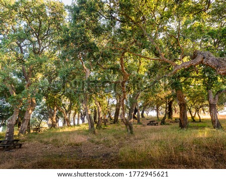 Similar – Image, Stock Photo Andalusian landscape