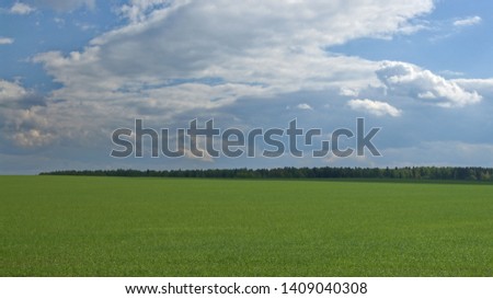 A big corn field and a forest on the horizon in Belorus 
