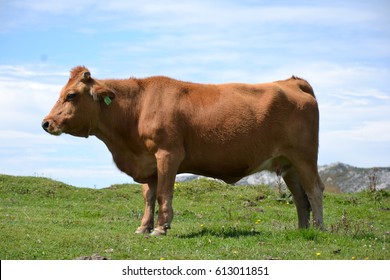 Big Cow