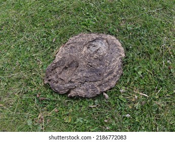 big cow dung in the green meadow in mountain and is an excellent fertilizer
