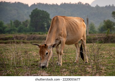 Big Cow In Farm Animals At Thailand