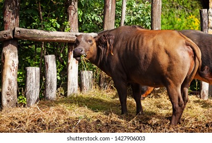 big cow showing the butt