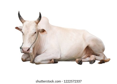 Sleeping ox Stock Photos, Images & Photography | Shutterstock