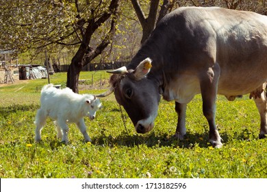 Big Cow And White Baby Goat Fighting On The Meadow