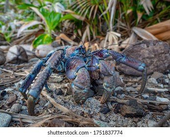 Big Crab Of Christmas Island