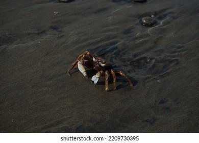 Big Crab Crawl Along At Seashore. Coastal Life On Black Mud Sand