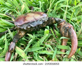 A Big Crab Hide In Green Grass.