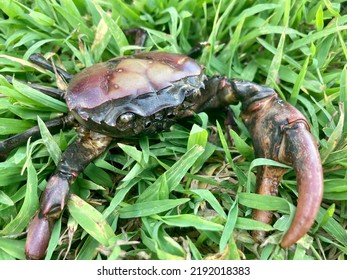 A Big Crab Hide In Green Grass.